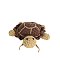 Crochet Tortoise Turtle Crossbody Bag