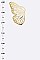 BUTTERFLY WINGS STUD EARRINGS