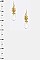 Crystal Pineapple Drop Earrings