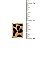 RECTANGULAR ANIMAL PRINT POST EARRING